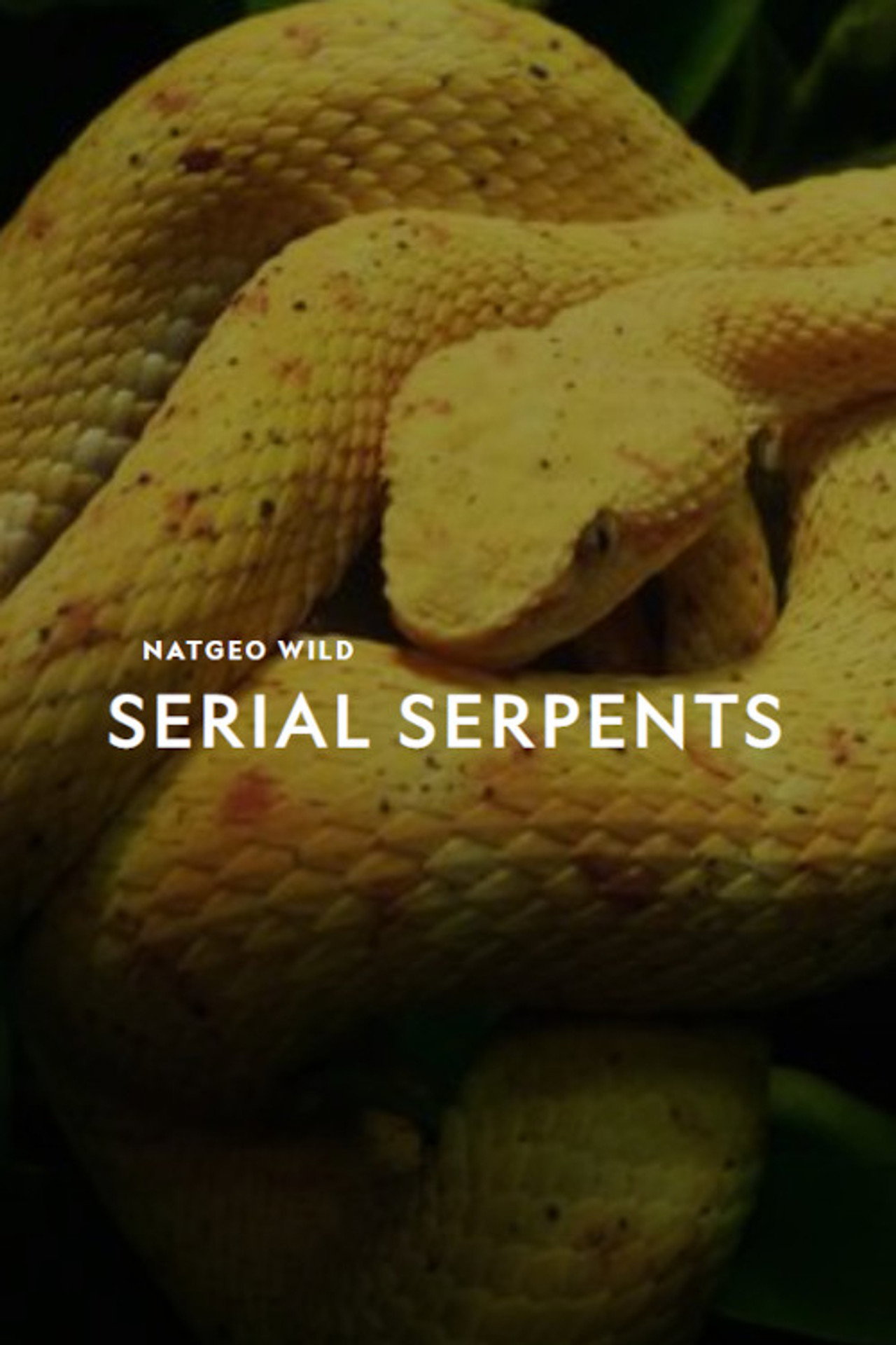 Serial serpents poster