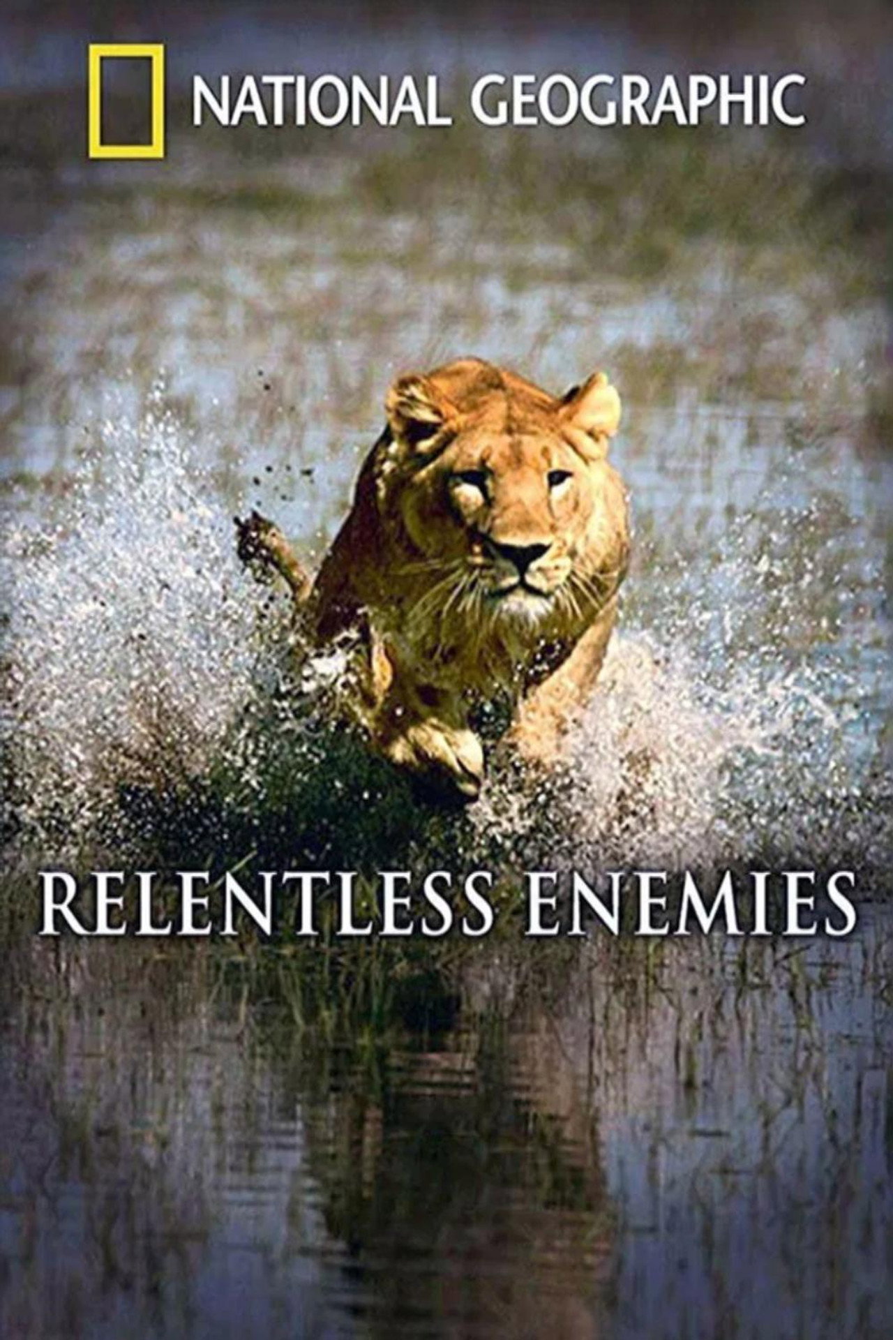 Relentless Enemies: Lions and Buffalo