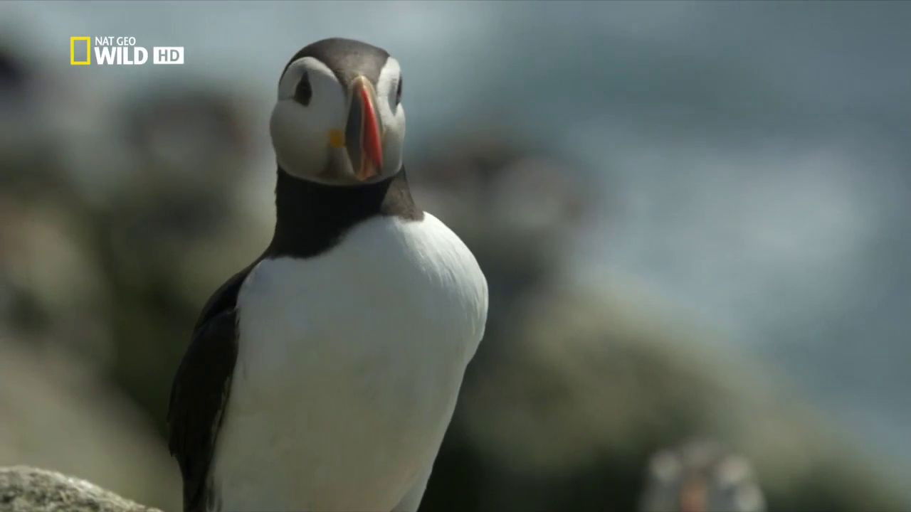 Wild Scotland: The Western Isles — Épisode 3