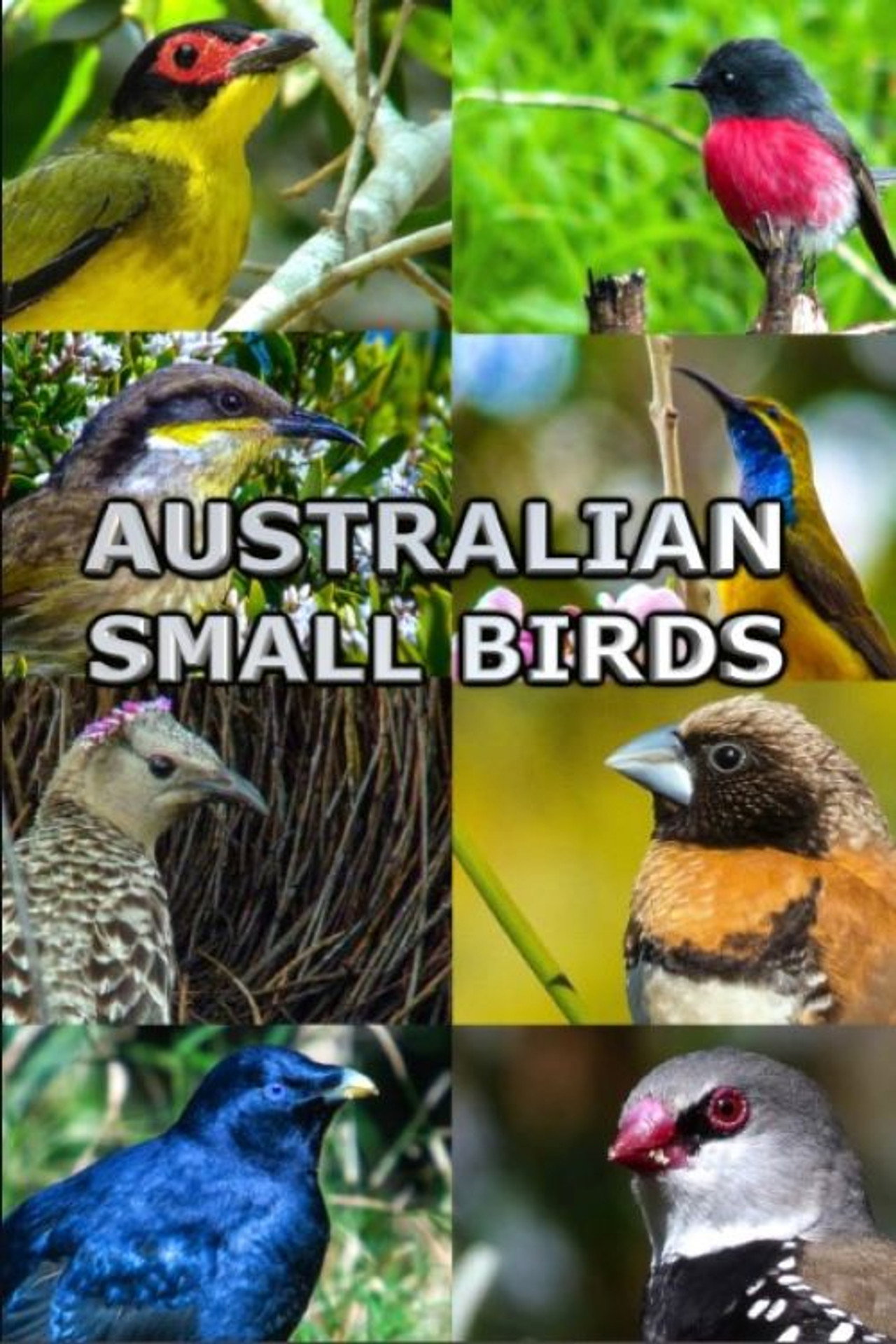 Australian Small Birds (2021)
