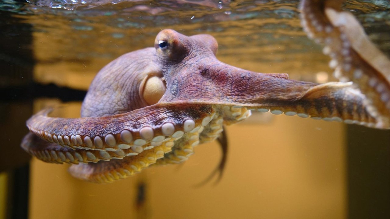 Nature - Season 38 Episode 1 : Octopus: Making Contact