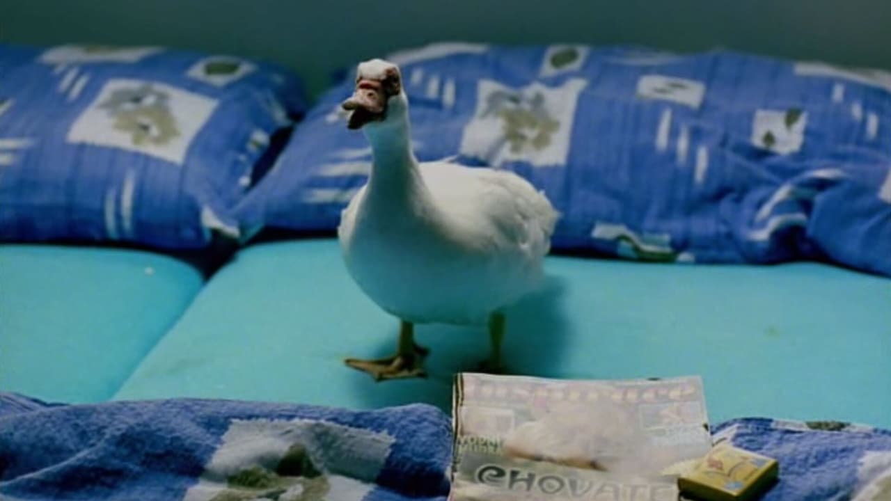 Kameňák
