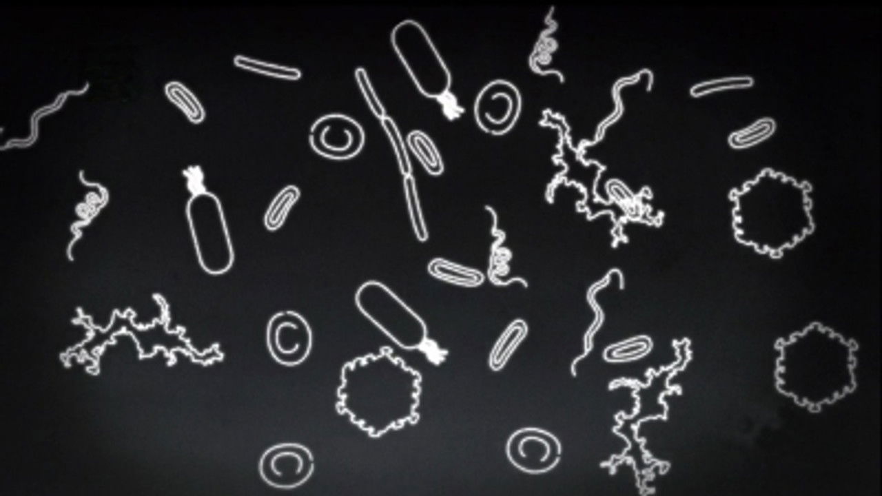 Comme par magie — Le microvivant