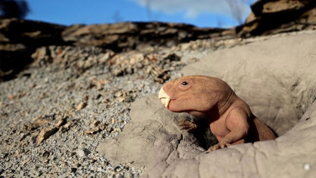 NOVA - Season 53 Episode 4 : Mammal Origins