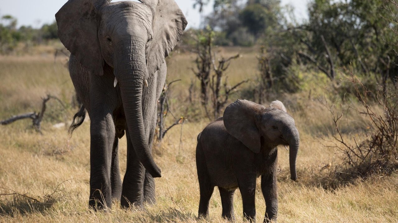 Nature - Season 36 Episode 1 : Naledi: One Little Elephant