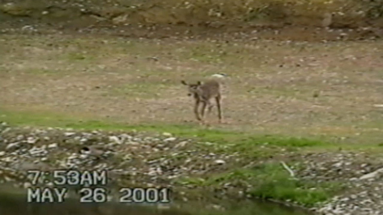 Funniest Pets & People — Épisode 4