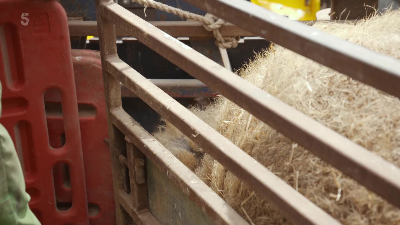 The Yorkshire Vet - Season 14 Episode 10 : Episode 10