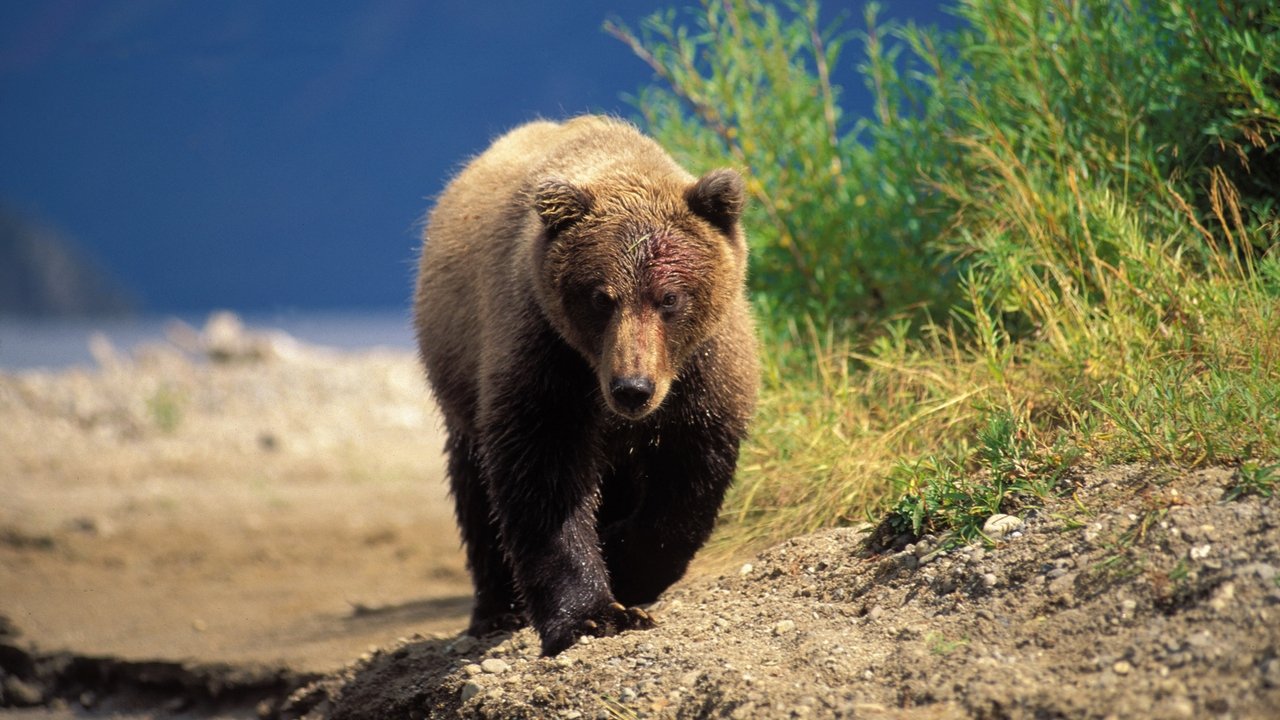 Nature - Season 23 Episode 3 : The Good, the Bad and the Grizzly