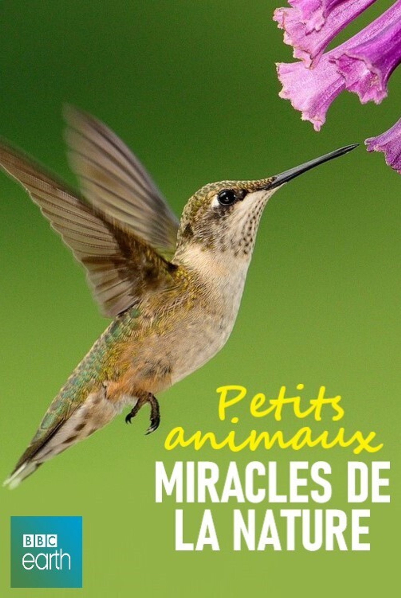 Petits animaux, miracles de la nature filmaffisch