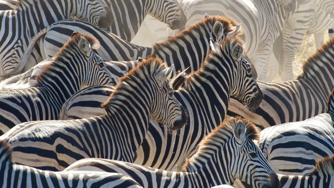 Nature - Season 31 Episode 13 : Great Zebra Exodus