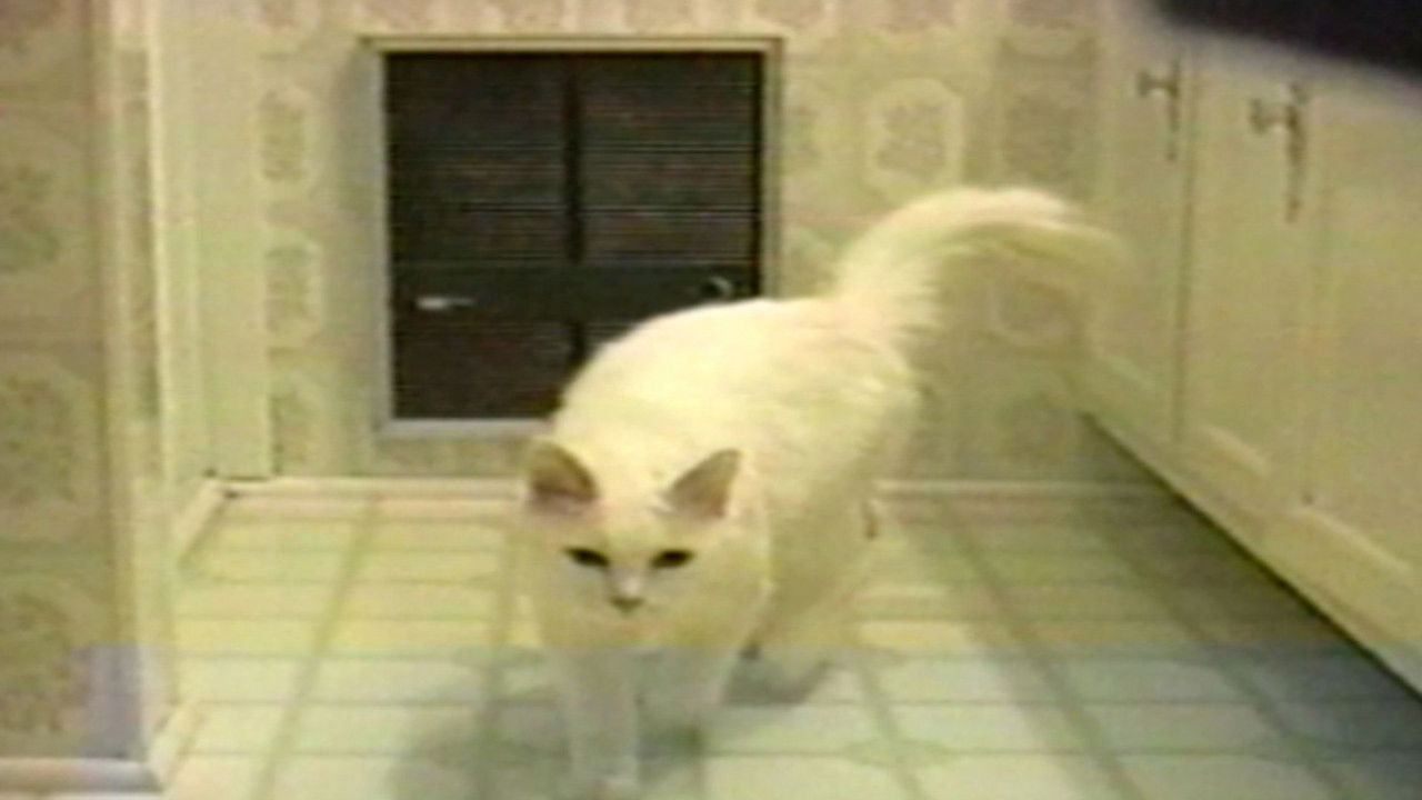 Funniest Pets & People — Épisode 13