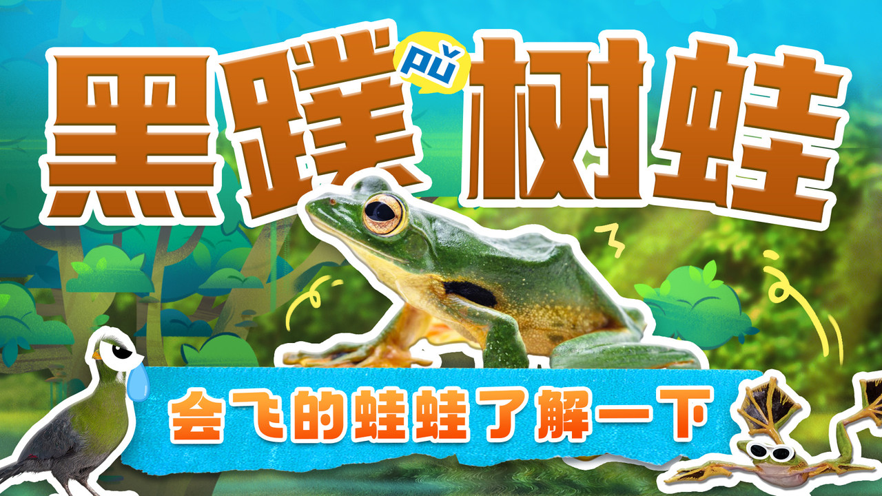 斑马百科探索 — Épisode 51