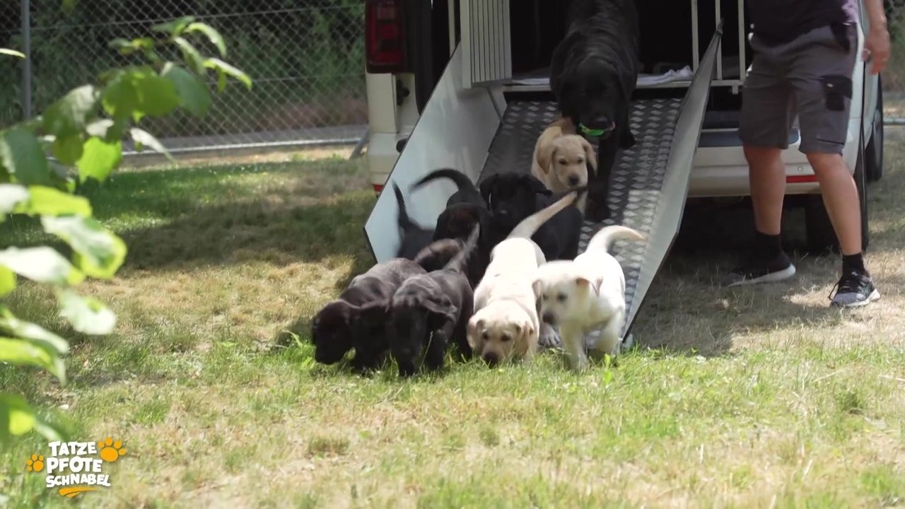 Tatze, Pfote, Schnabel - Season 1 Episode 7 : Episode 7