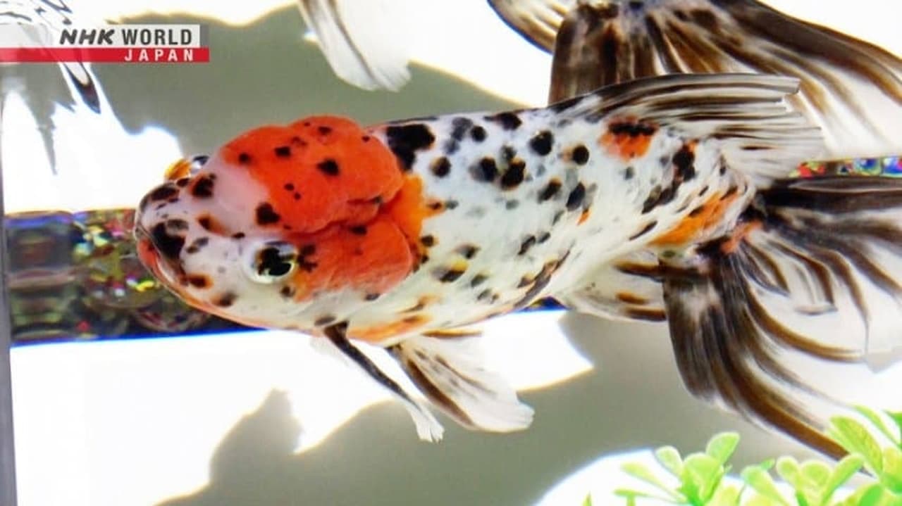 Japanology Plus - Season 9 Episode 19 : Goldfish