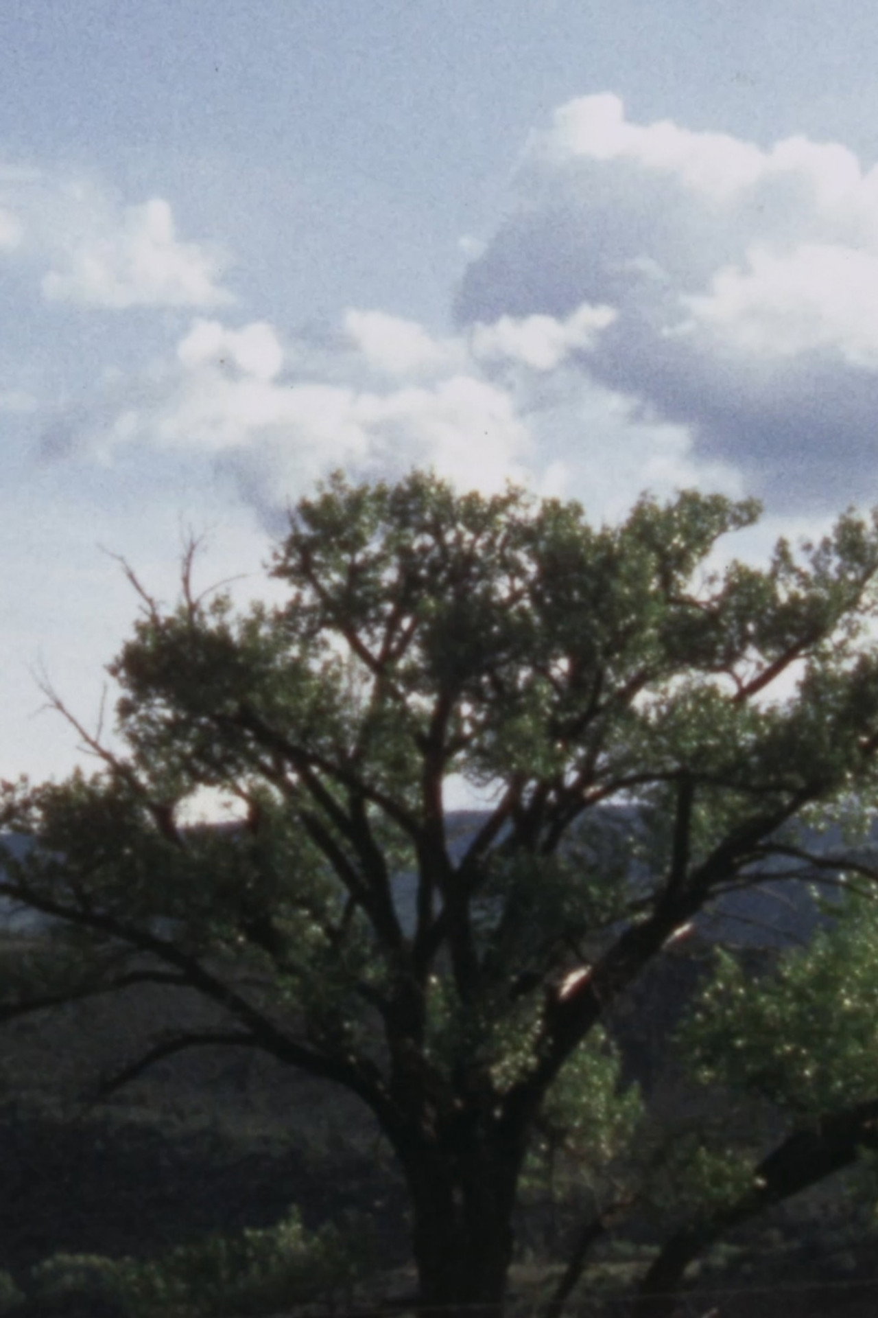 Carter Jackson's Cottonwood