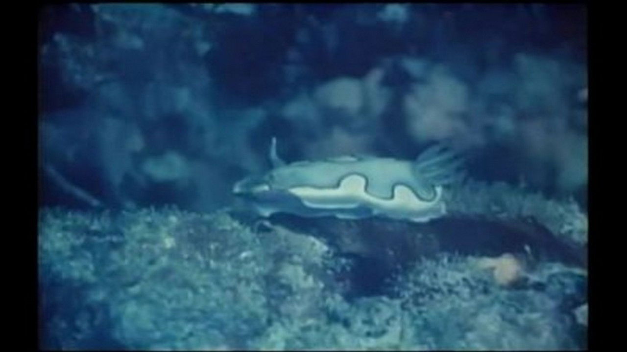 Mutual of Omaha's Wild Kingdom — Épisode 12