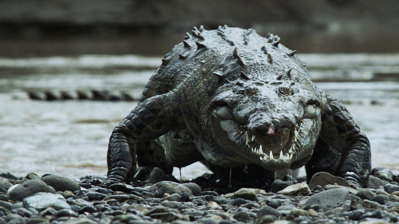 Krokodil invázió – jelenetkép 2