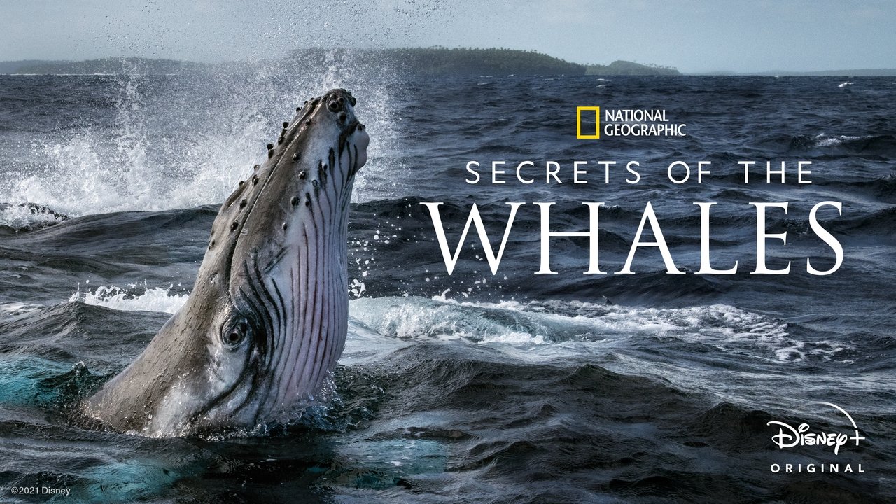 Secrets of the Whales background