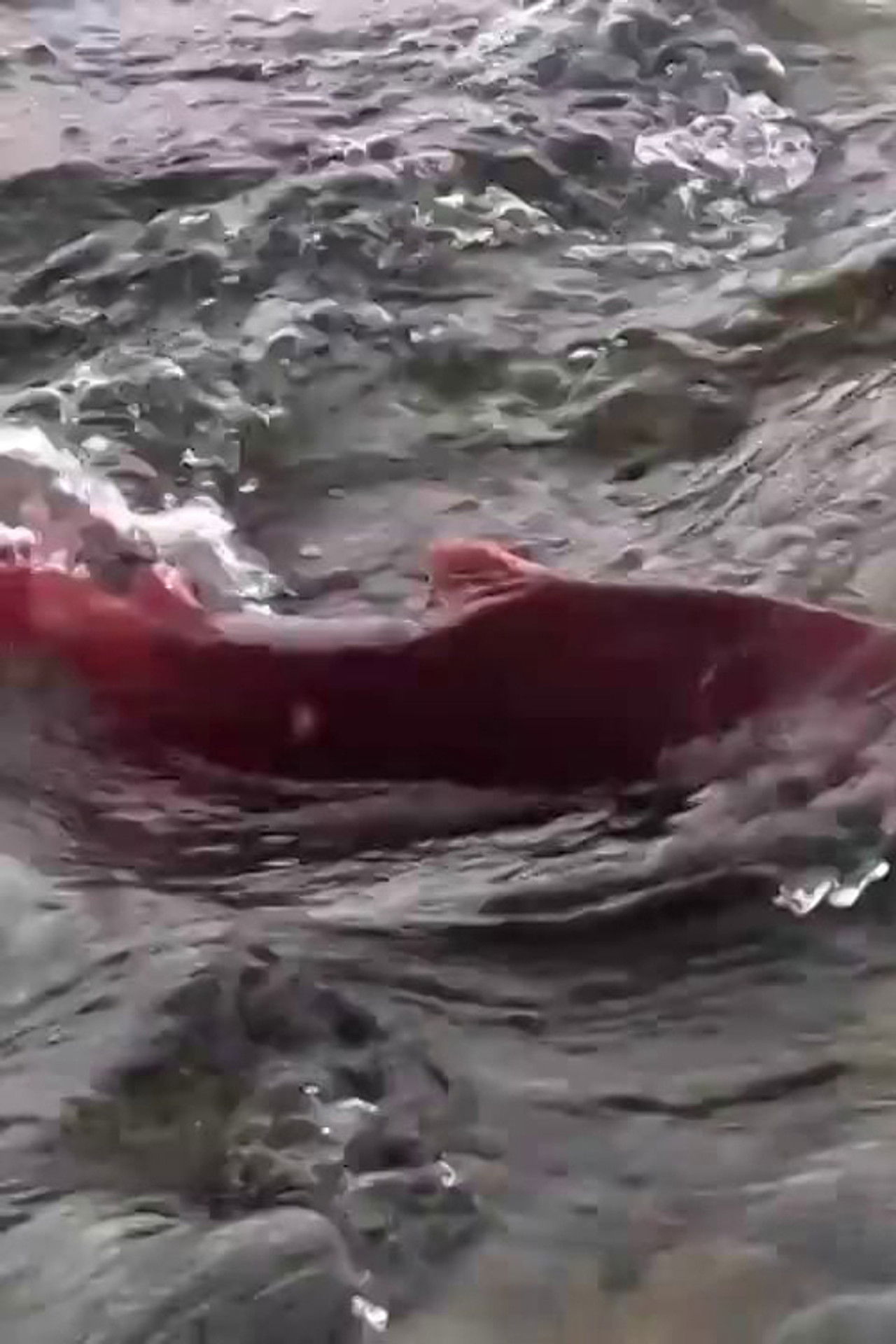 Stó:lo — Big River Backdrop