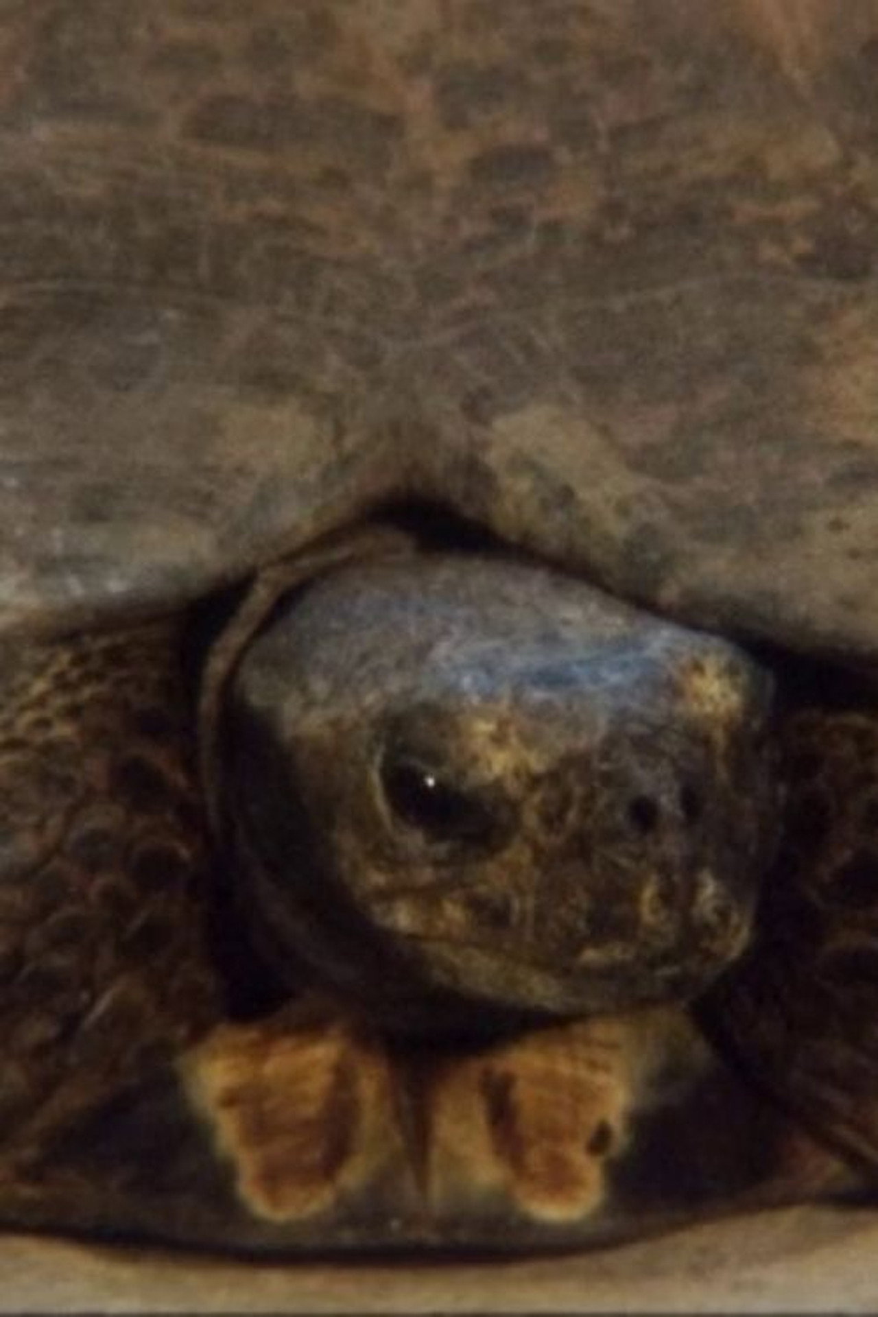 Turtle