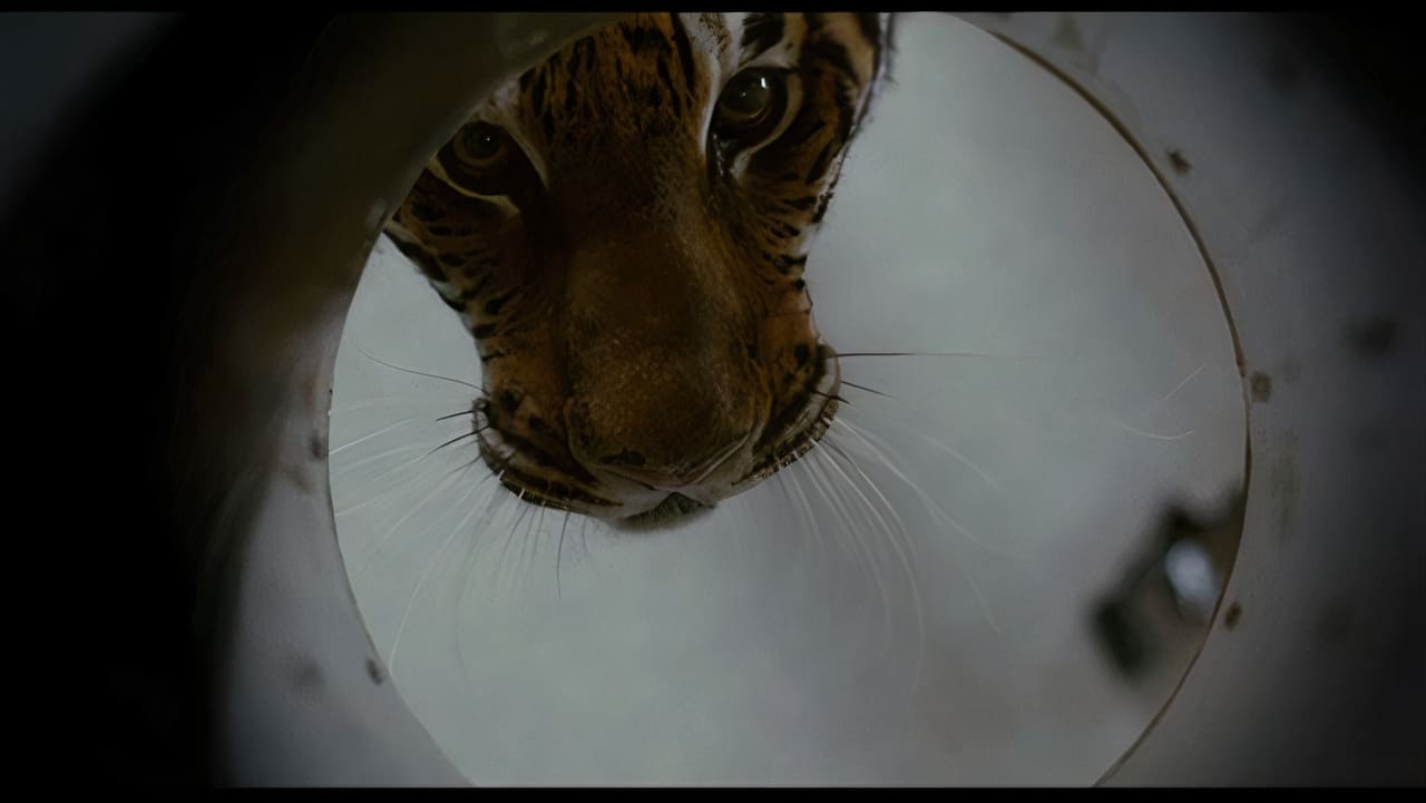 Bengálský tygr (2010)