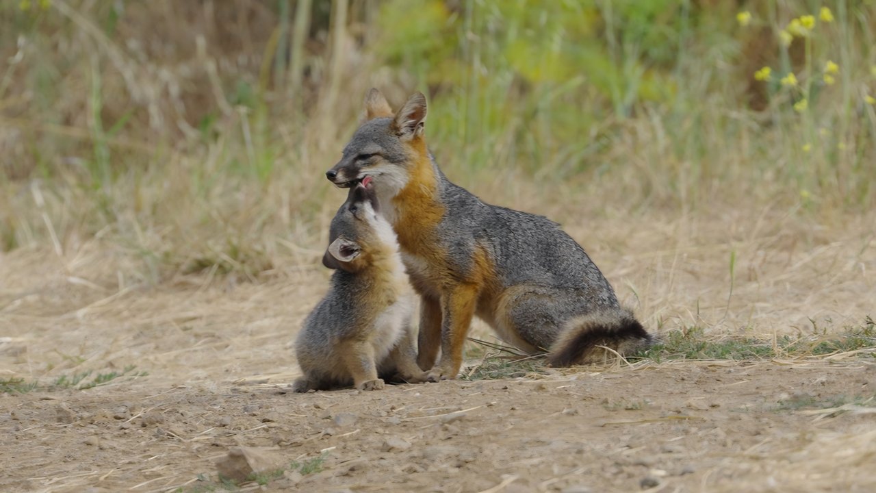 Le renard qui a sauvé son île