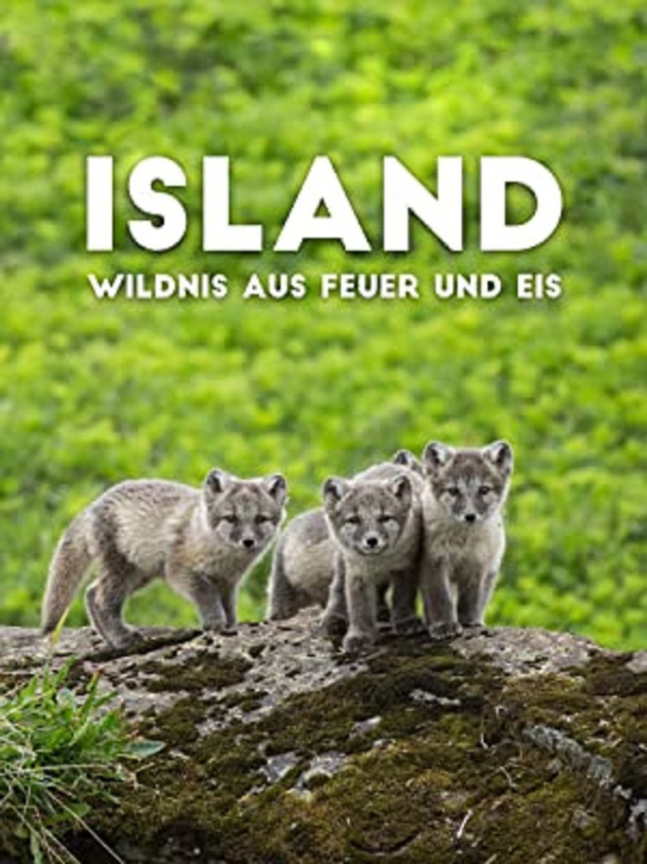 Island - Wildnis aus Feuer und Eis filmaffisch