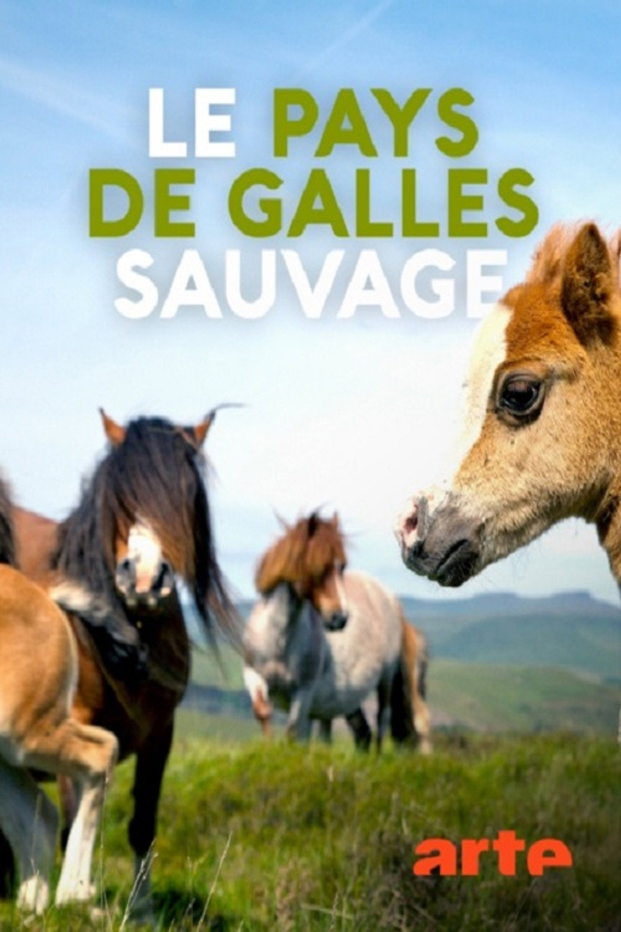 Le pays de Galles sauvage poster