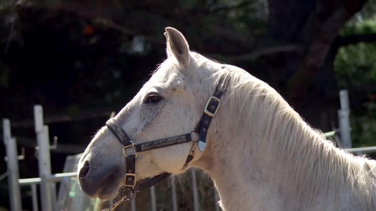 The Incredible Dr. Pol - Season 20 Episode 6 : Neighs of Our Lives
