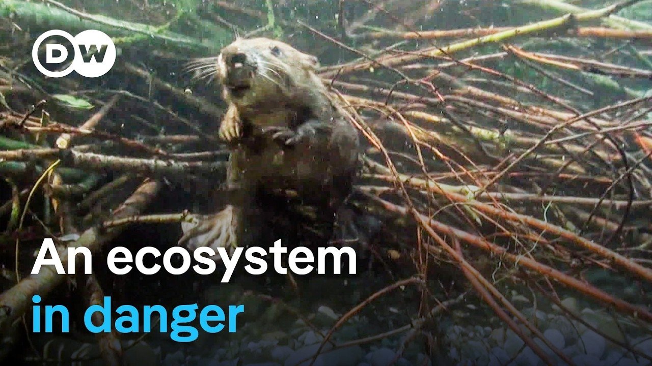 DW Documentary - Season 9 Episode 15 : Saving beavers and pond turtles