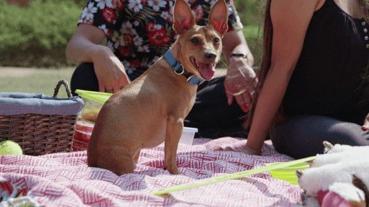 The Wizard of Paws - Season 3 Episode 2 : Teo