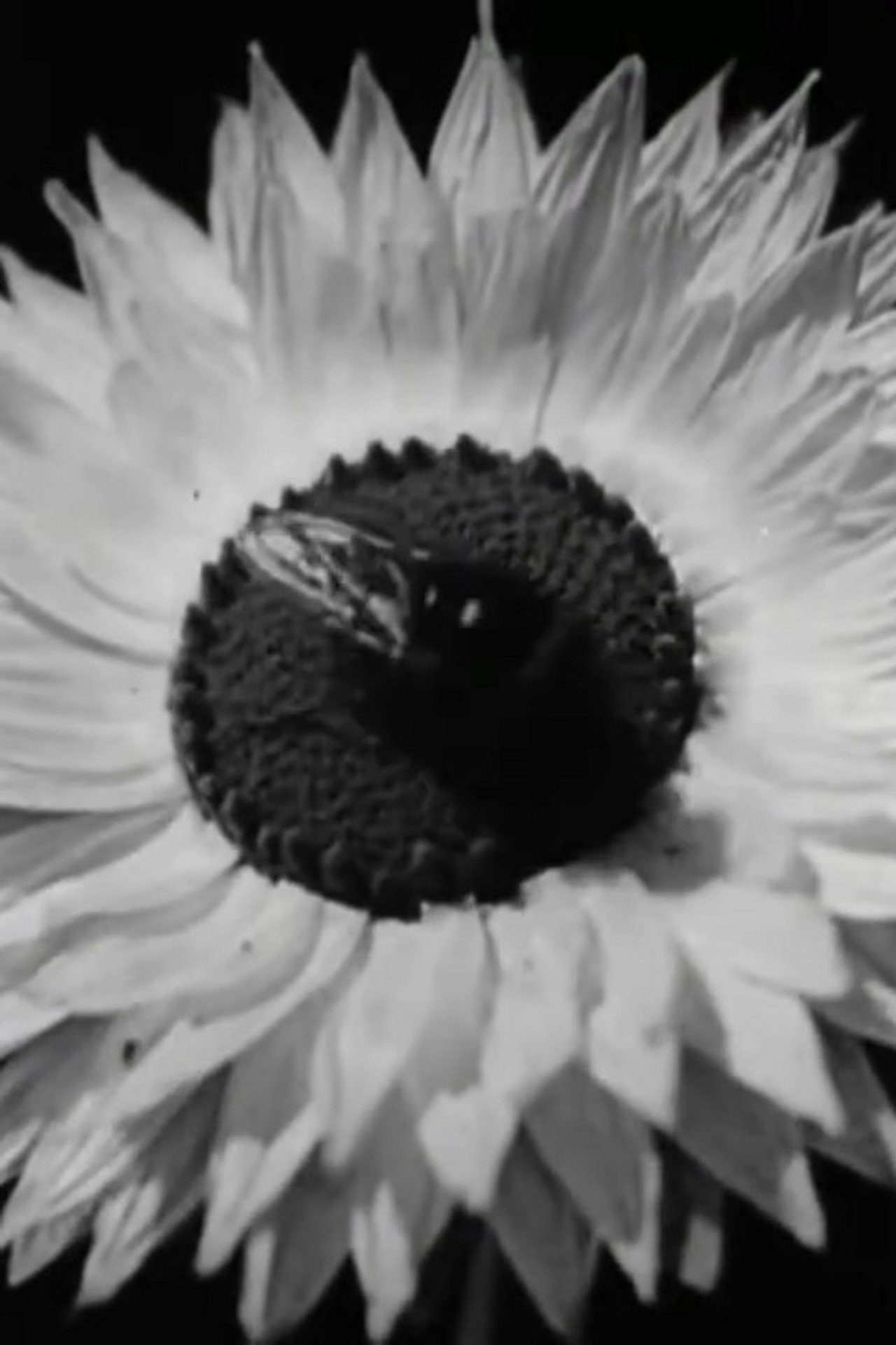 Floral Co-operative Societies filmaffisch