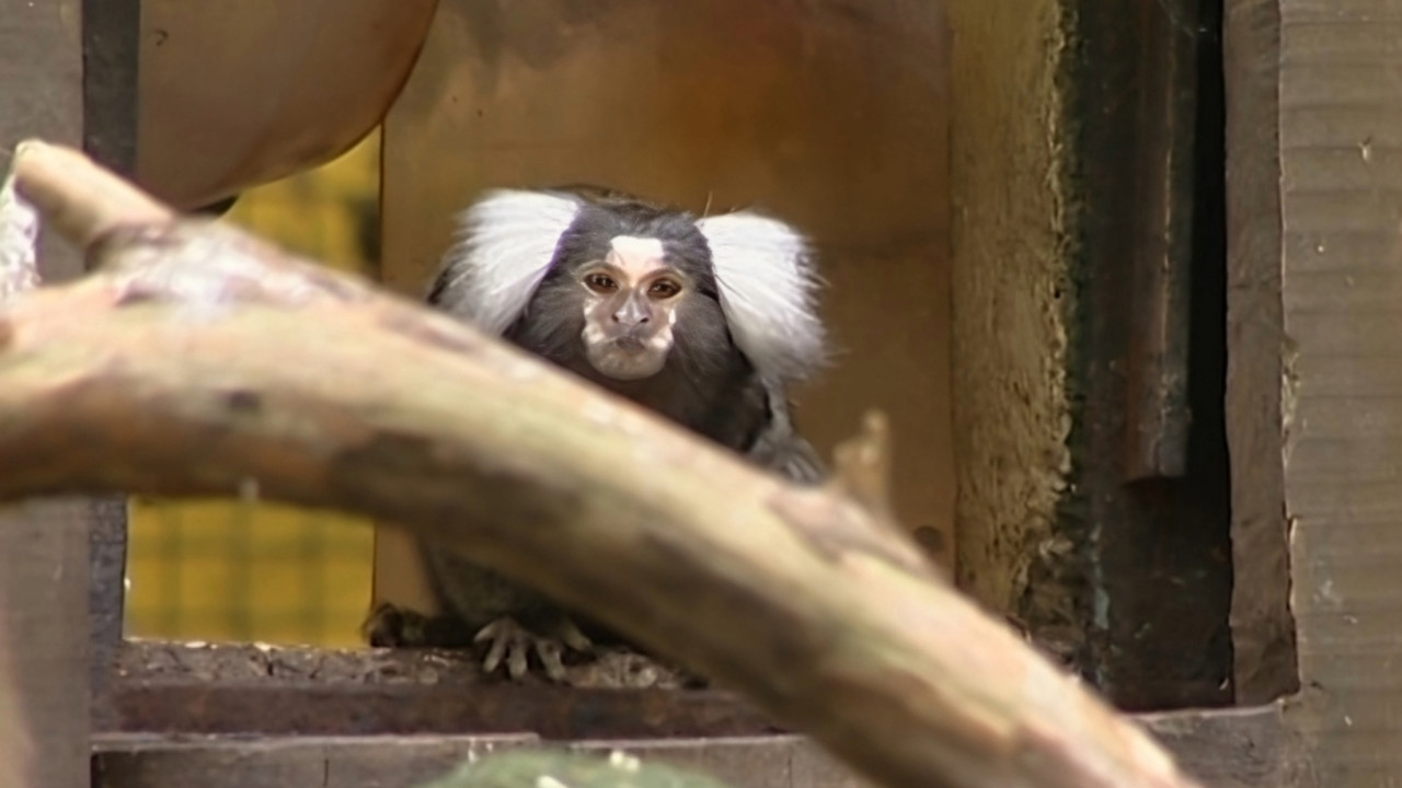 Monkey Business — Épisode 13