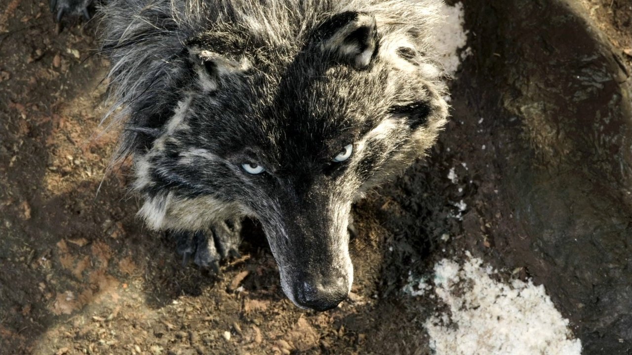 Peter & the Wolf (2006)