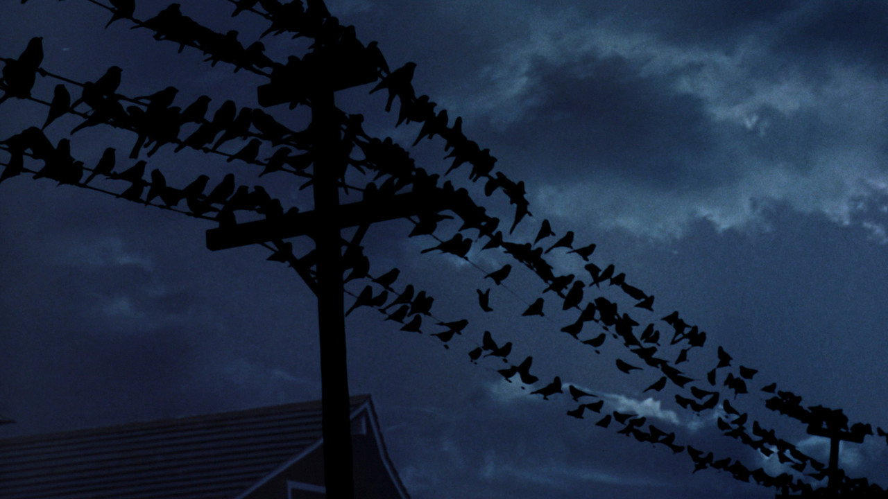The Birds background 79