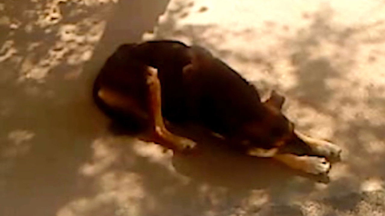 Dry Leaf (2026) trailer