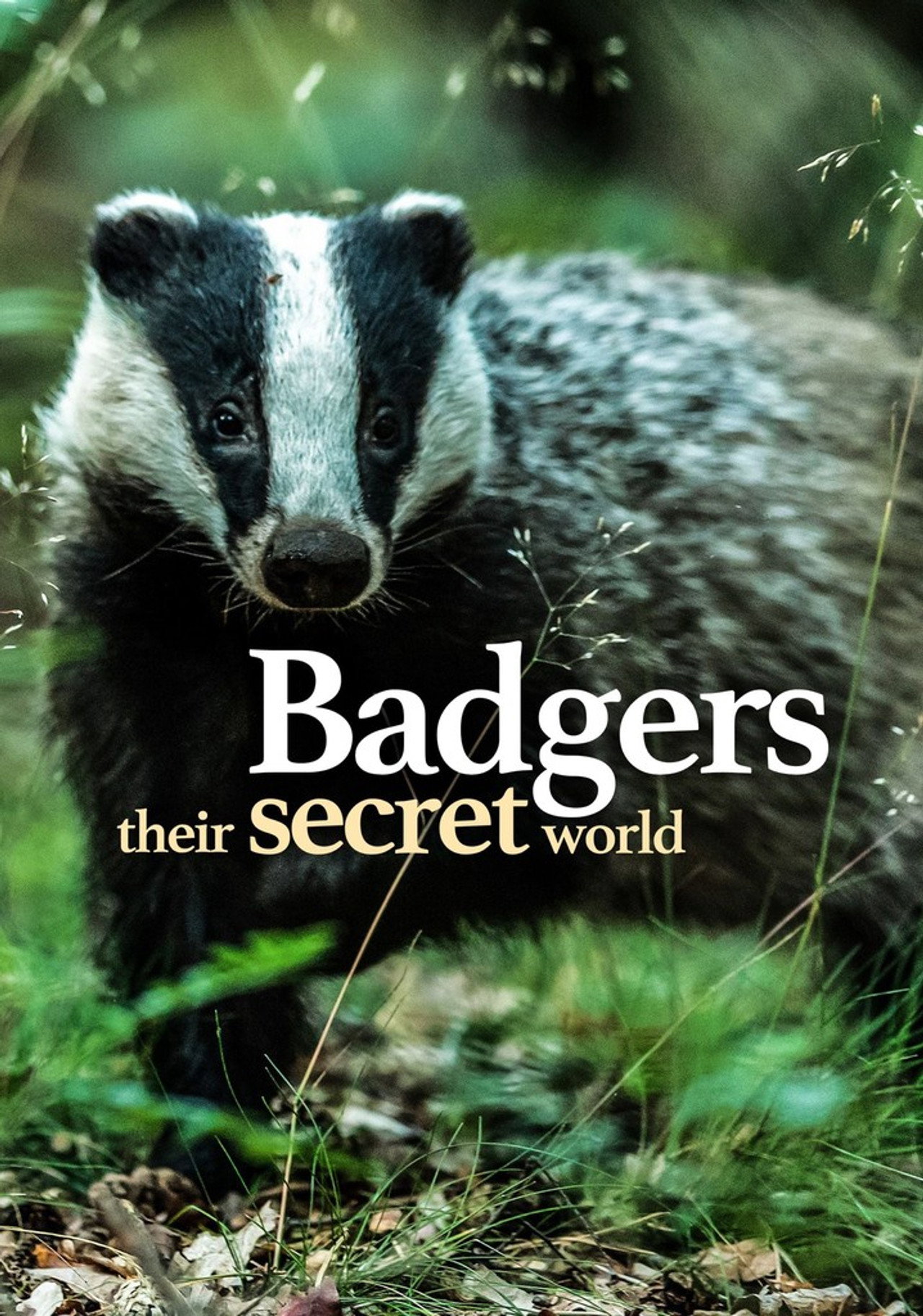 Badgers: Their Secret World Backdrop
