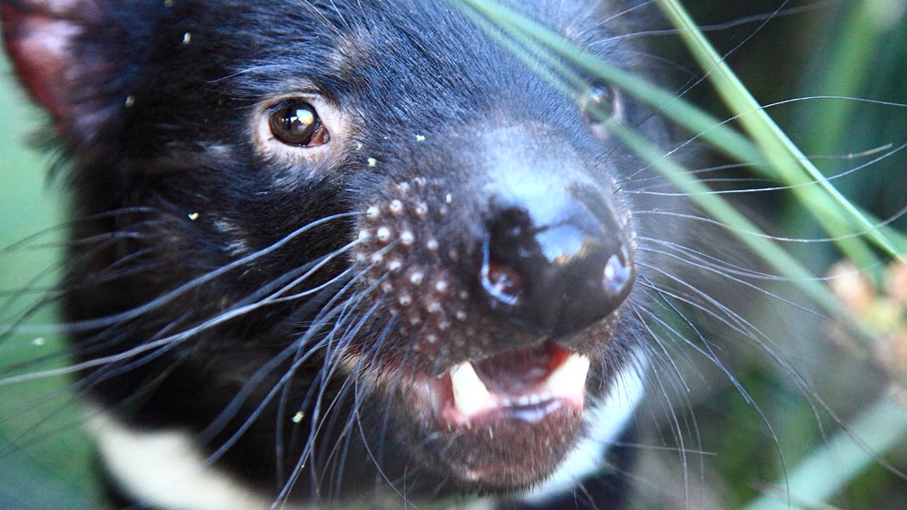 David Attenborough's Tasmania background