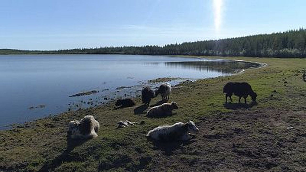 60 Minutes - Season 51 Episode 24 : Survivors' Network, Pleistocene Park, The Rock