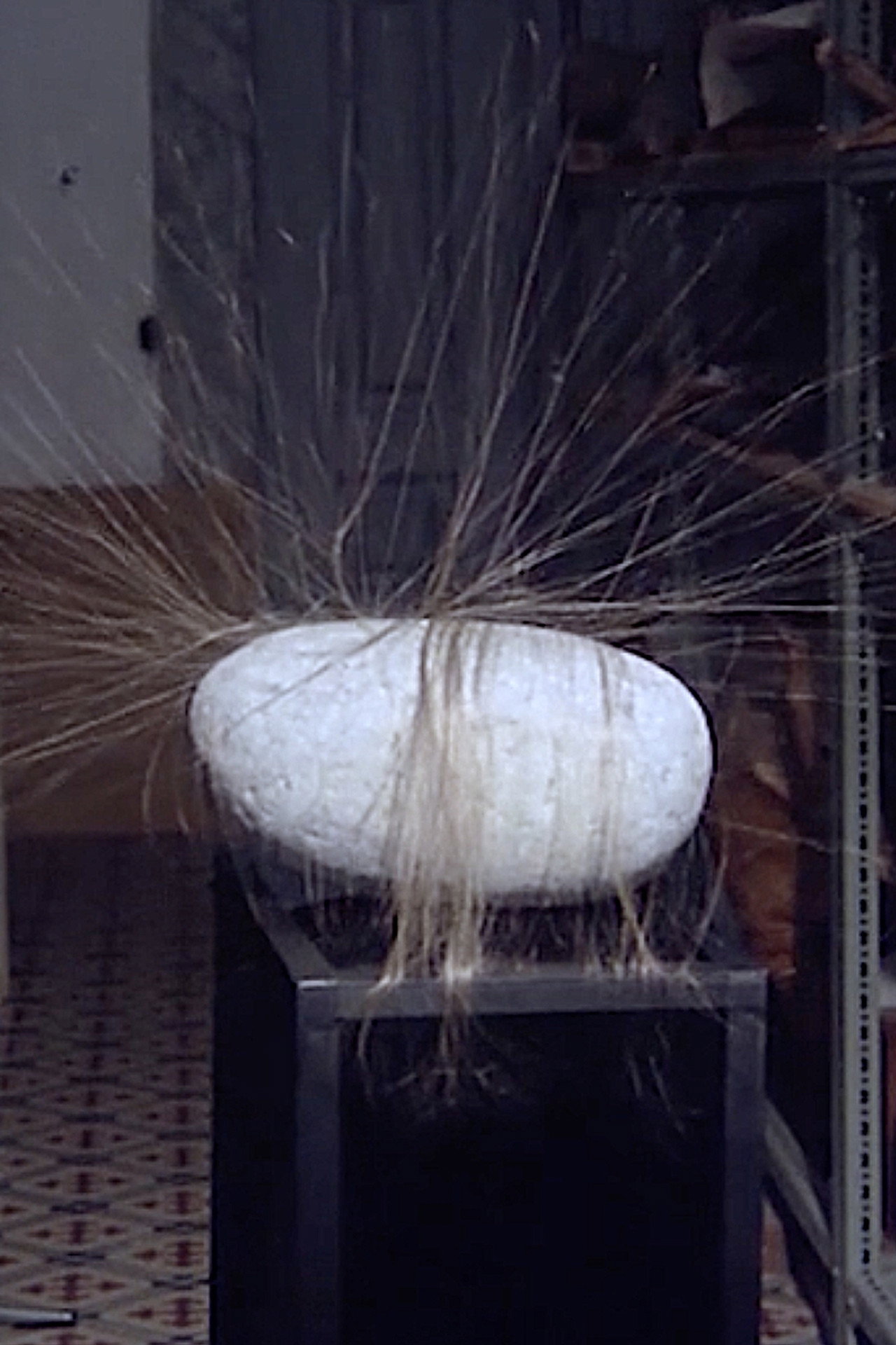 Hairy Stone