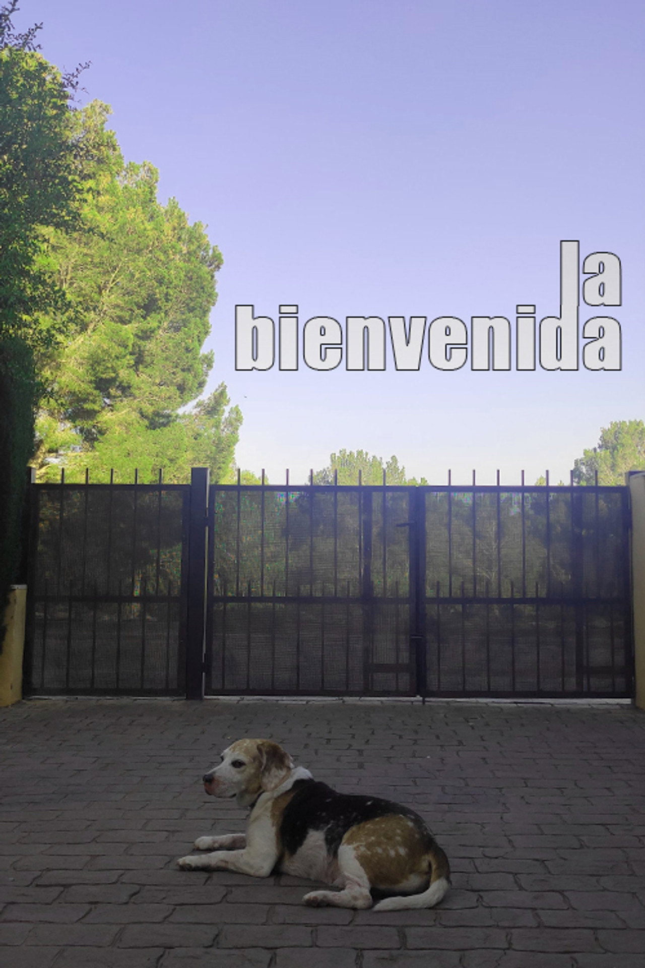 La bienvenida filmaffisch