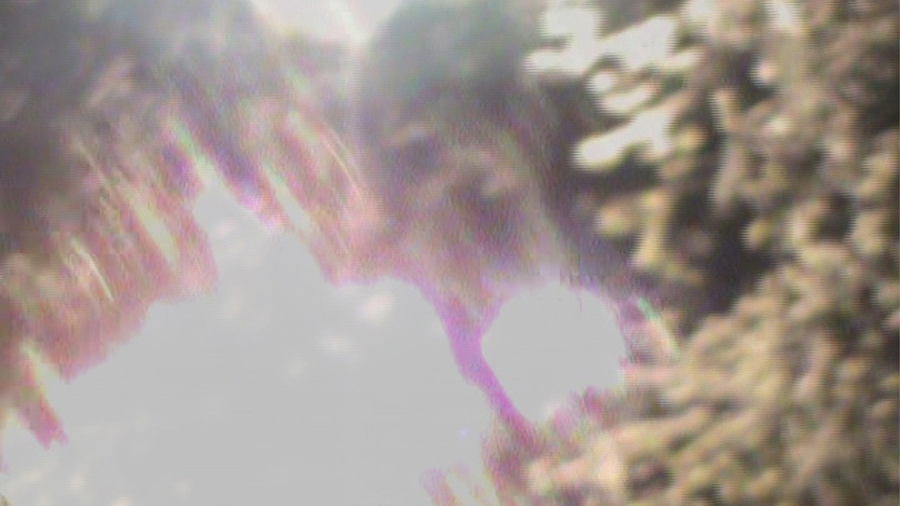 light blossom still 3