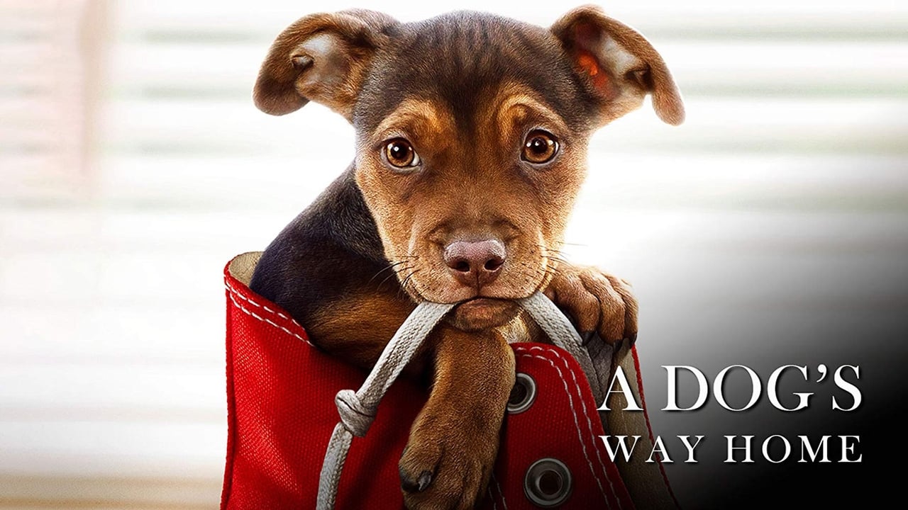 A Dog's Way Home background