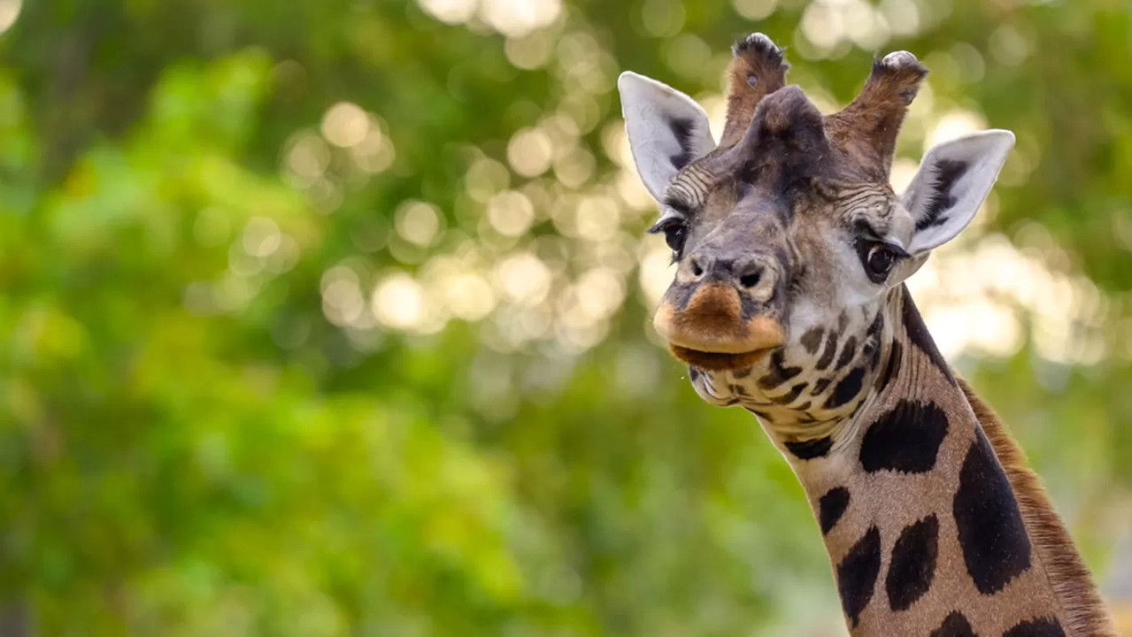 Het Echte Leven in de ZOO — Épisode 7