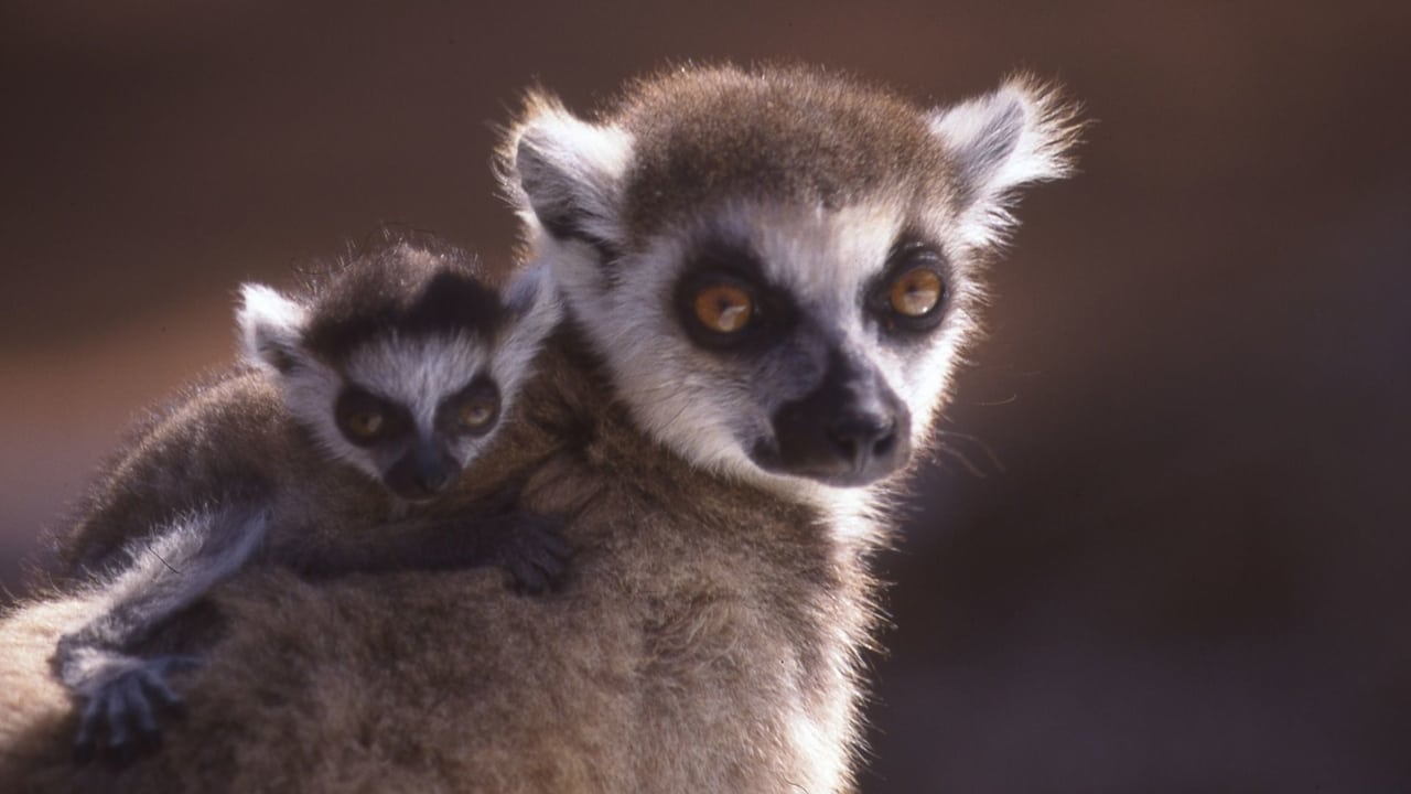 Nature - Season 15 Episode 8 : A Lemur's Tale