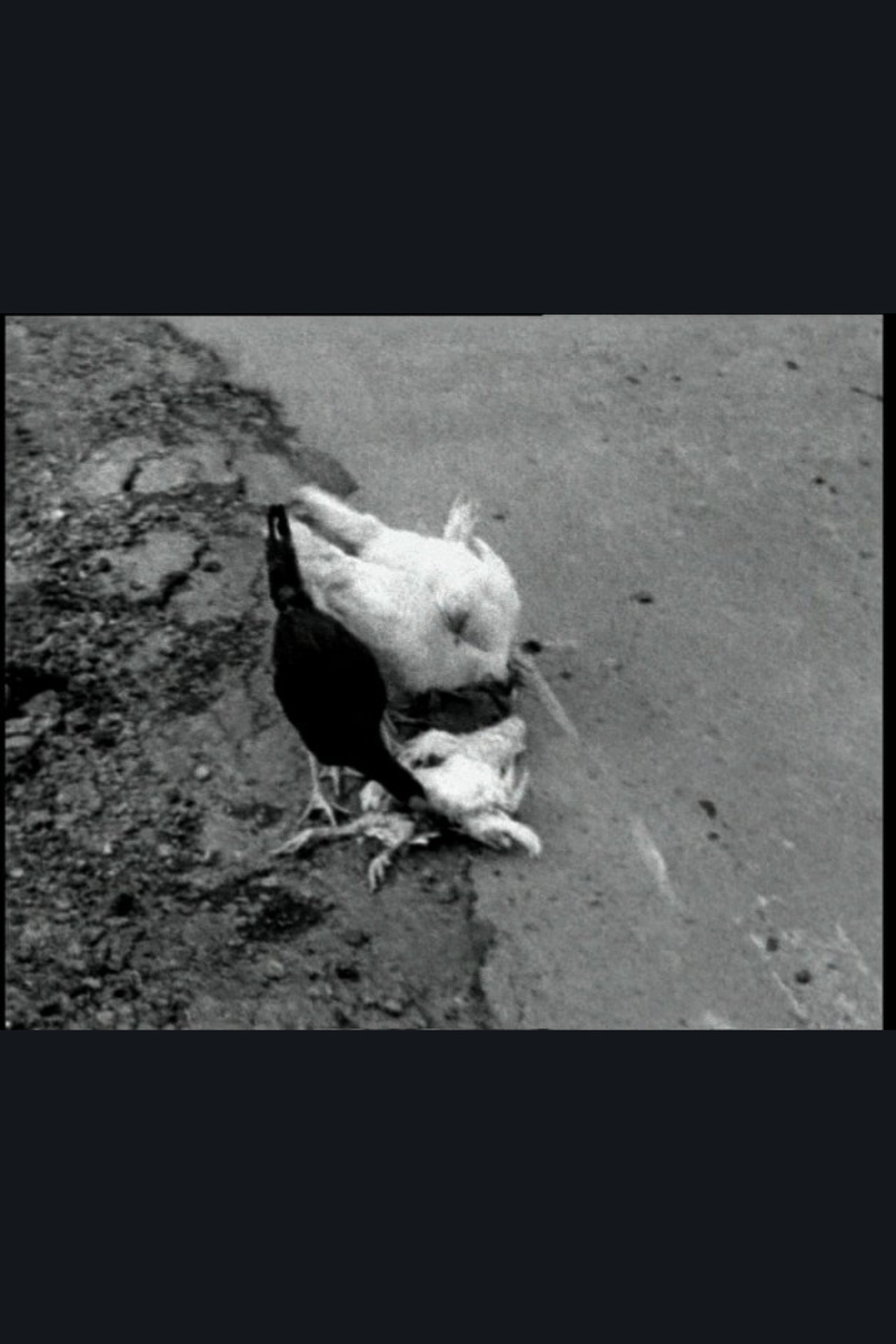 The Delmarva Chicken of Tomorrow filmaffisch