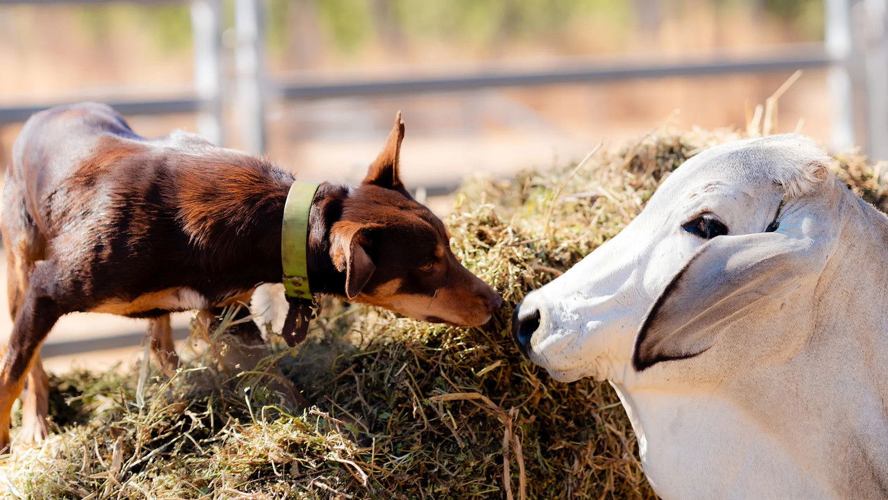 Muster Dogs: Where Are They Now — Épisode 4