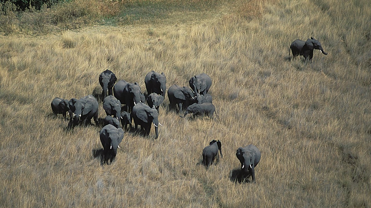 Nature - Season 22 Episode 2 : Kalahari: The Great Thirstland