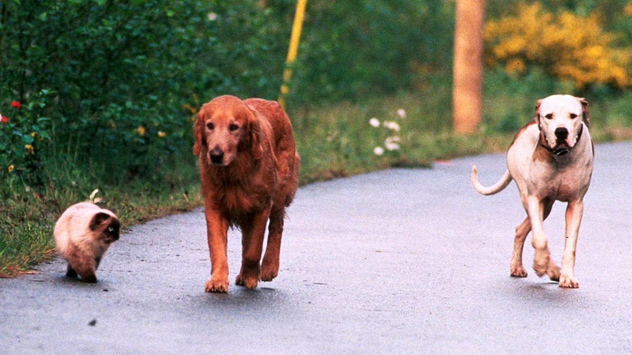 Homeward Bound II: Lost in San Francisco background