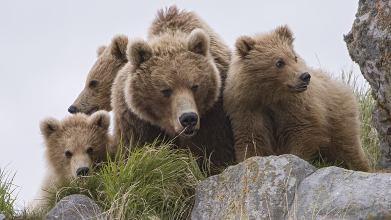 Scen från Land of the Bears